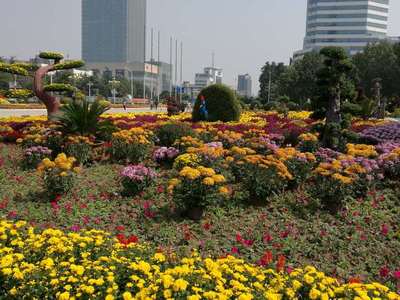 保定人民广场 一场菊花的视觉盛宴