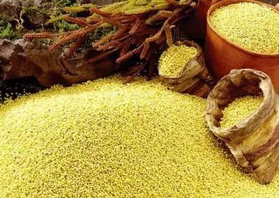 涞源小米 保定山水间的黄金馈赠